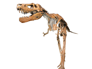 「恐竜大研究－ティラノサウルス類の進化－」震災復興・国立科学博物館コラボミュージアムin仙台