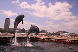 イルカたちと出逢う 感動の須磨浜   ～2014夏、須磨の海にイルカが泳ぐ！～