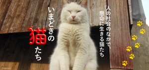 春の特別展「まるごと猫展」