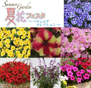 Summer Garden 夏花フェスタ ～ペチュニアコレクション～